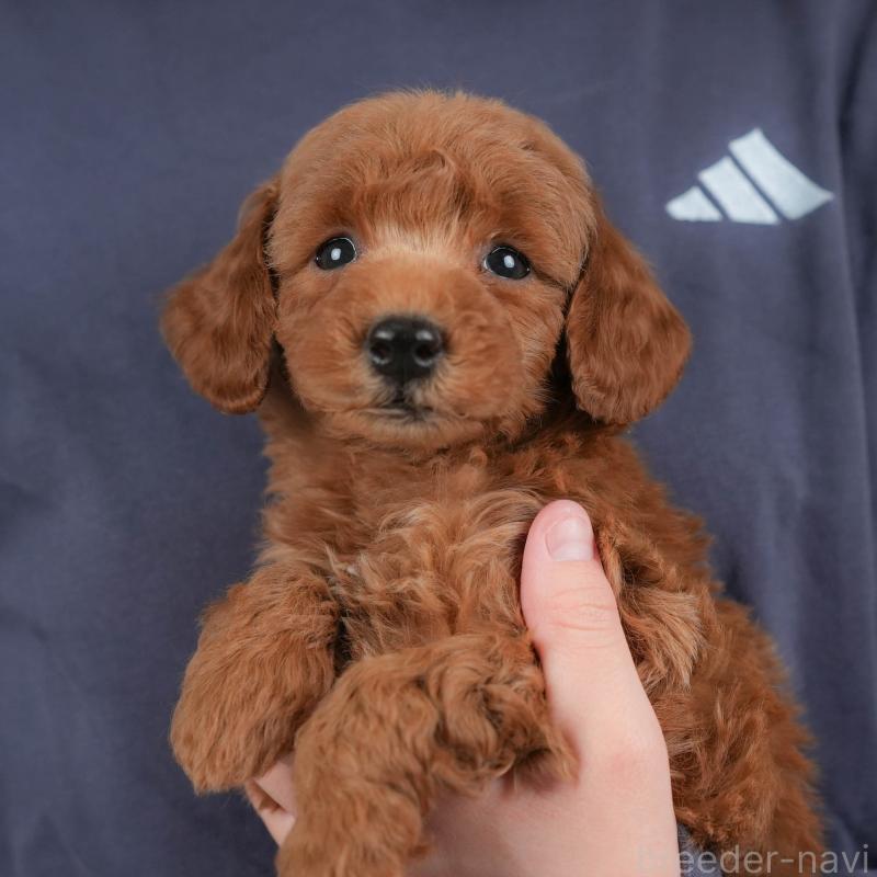 販売中の群馬県のトイプードル-443543