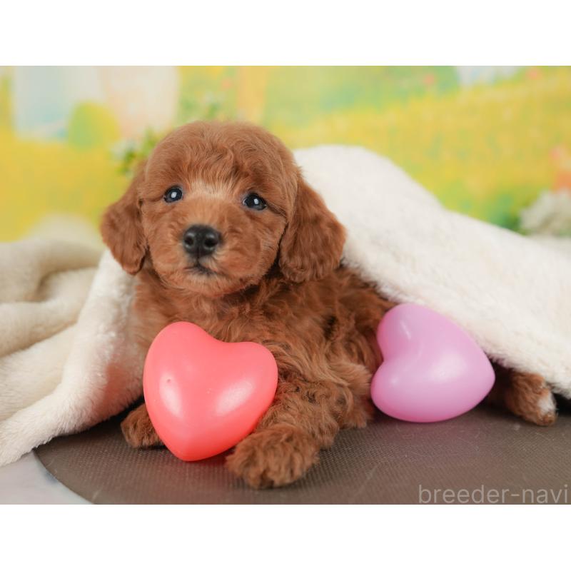 販売中の群馬県のトイプードル-443543の6枚目