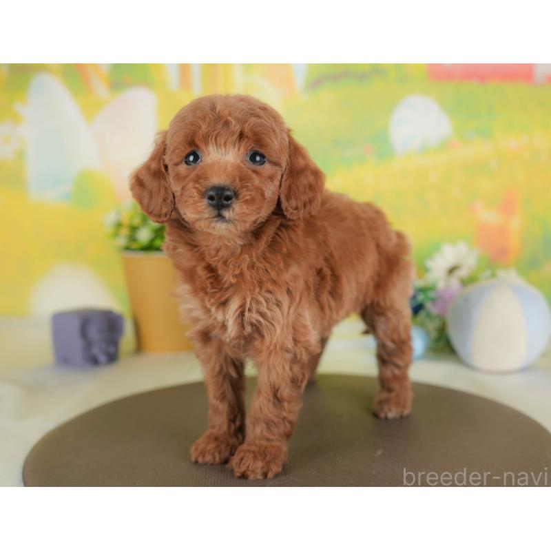 販売中の群馬県のトイプードル-443543の5枚目