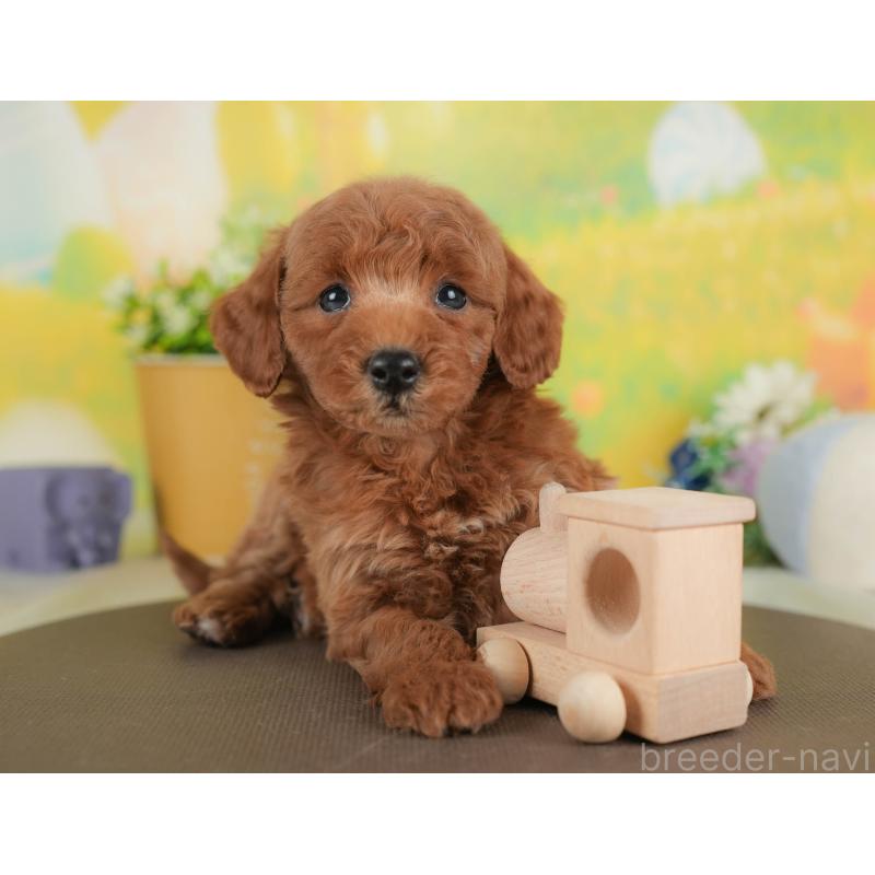 販売中の群馬県のトイプードル-443543の3枚目