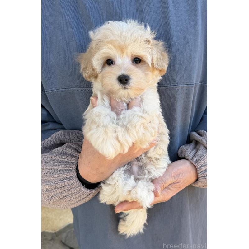 販売中の千葉県のマルプー:マルチーズ×トイプードル-439344の8枚目