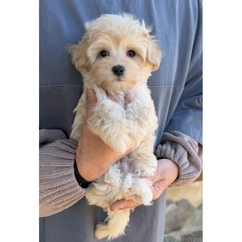 販売中の千葉県のマルプー:マルチーズ×トイプードル-439344の7枚目