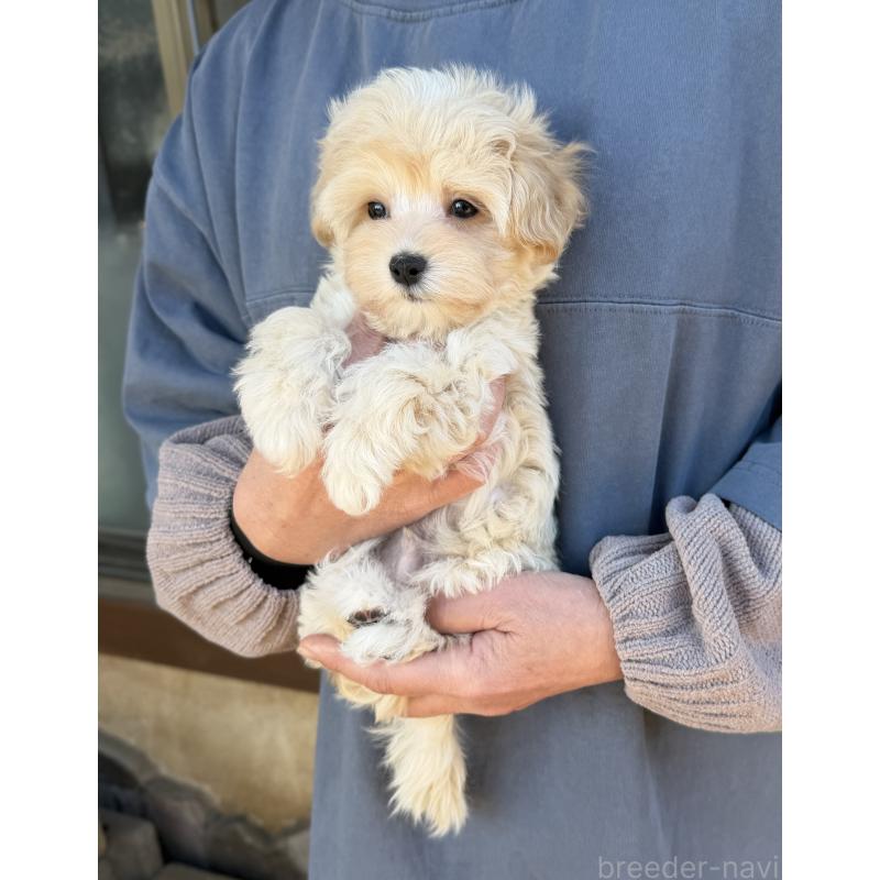 販売中の千葉県のマルプー:マルチーズ×トイプードル-439344の4枚目
