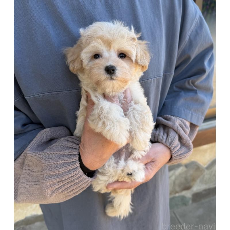 販売中の千葉県のマルプー:マルチーズ×トイプードル-439344の3枚目