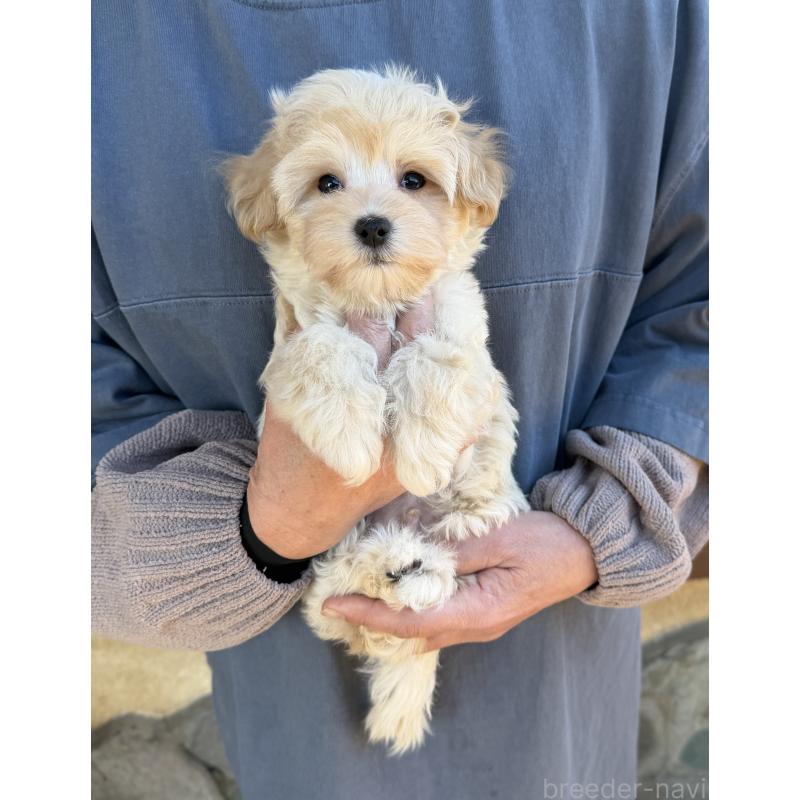 販売中の千葉県のマルプー:マルチーズ×トイプードル-439344の2枚目