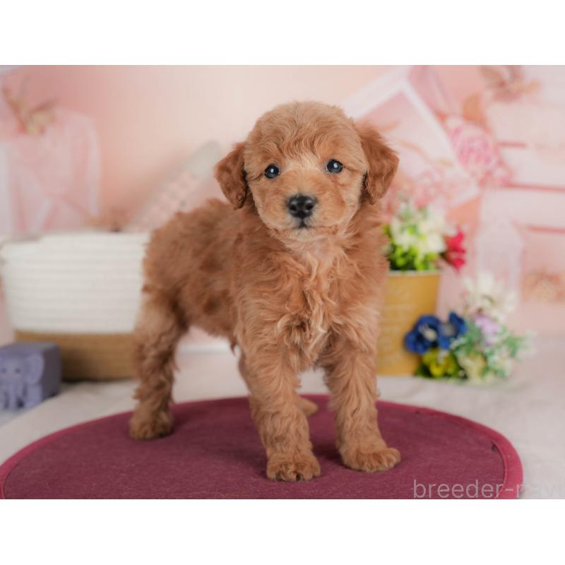 販売中の群馬県のトイプードル-443540の6枚目