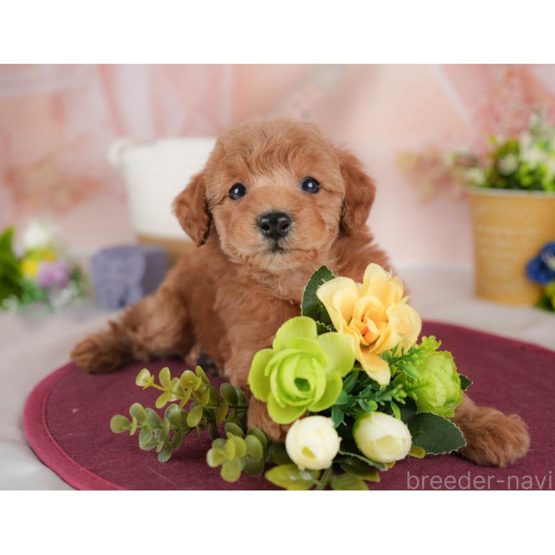 販売中の群馬県のトイプードル-443540の4枚目