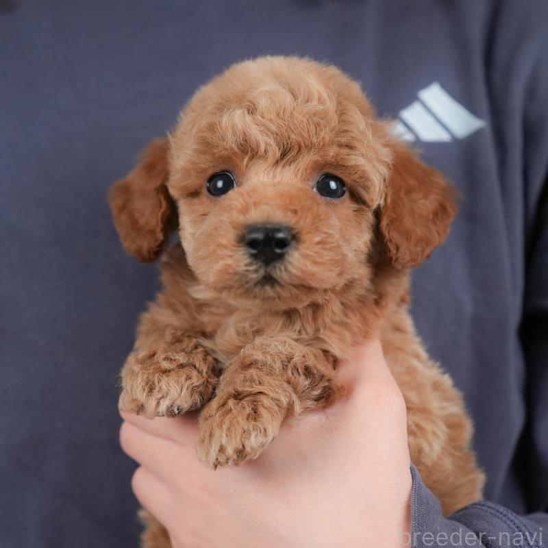 販売中の群馬県のトイプードル-443536の1枚目