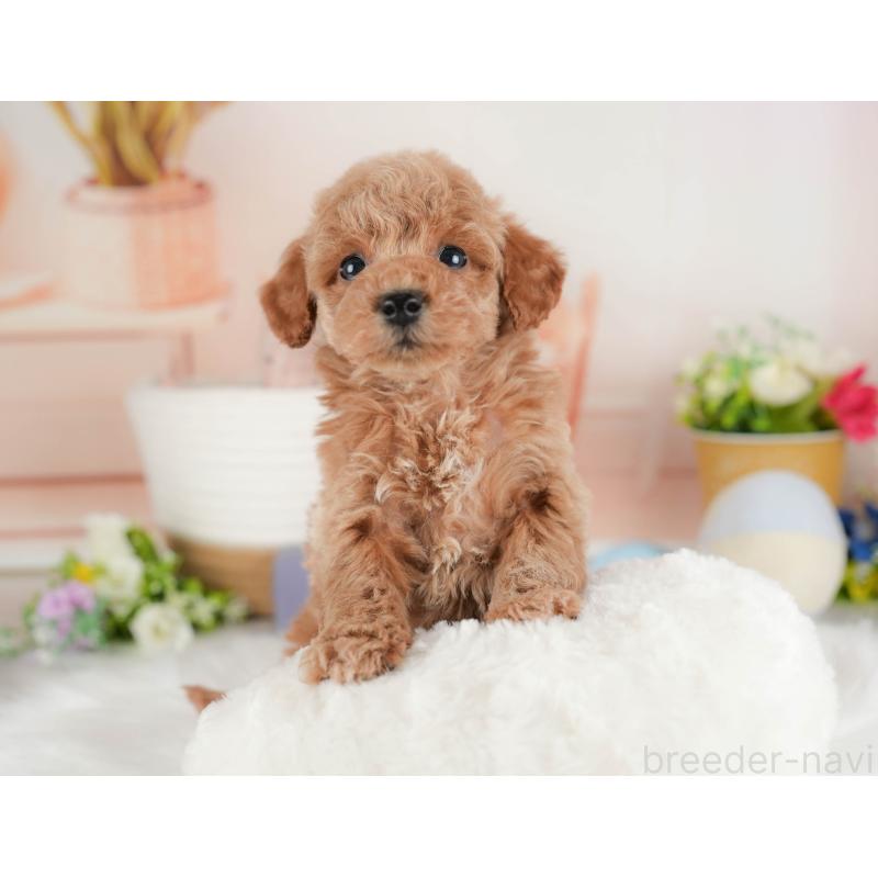 販売中の群馬県のトイプードル-443536の5枚目