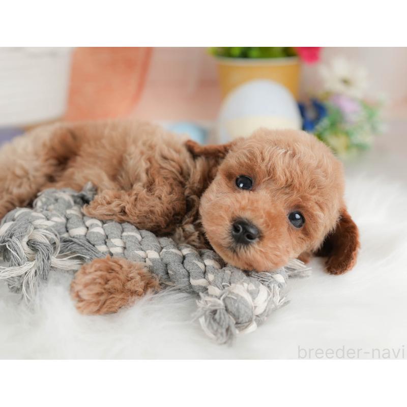 販売中の群馬県のトイプードル-443536の4枚目