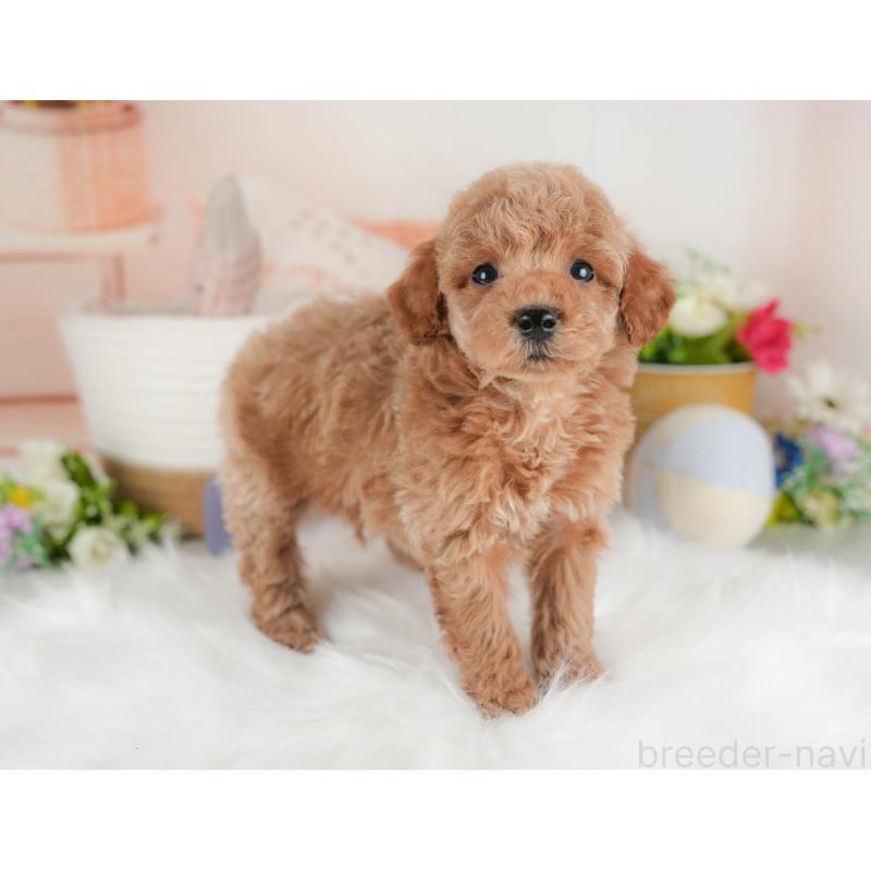 販売中の群馬県のトイプードル-443536の3枚目