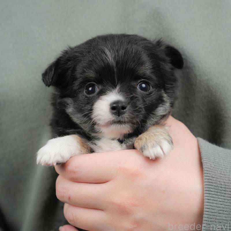 販売中の群馬県のチワワ(ロングコート)-443529