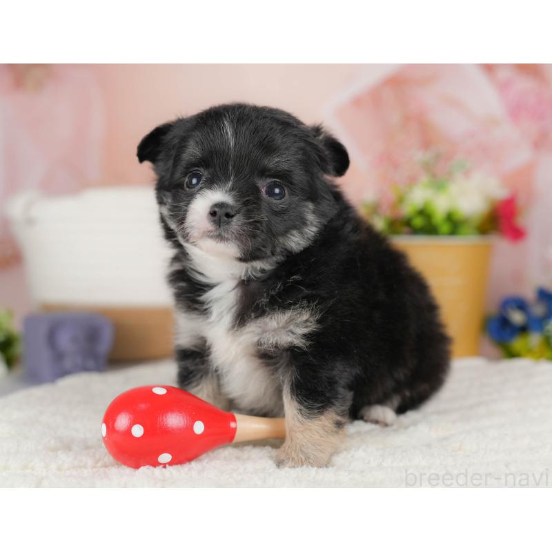 販売中の群馬県のチワワ(ロングコート)-443529の8枚目