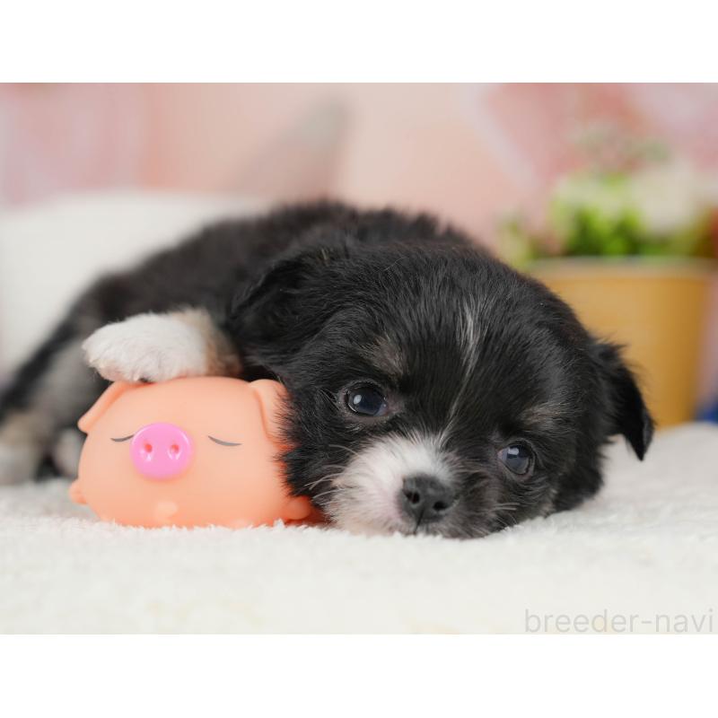 販売中の群馬県のチワワ(ロングコート)-443529の6枚目