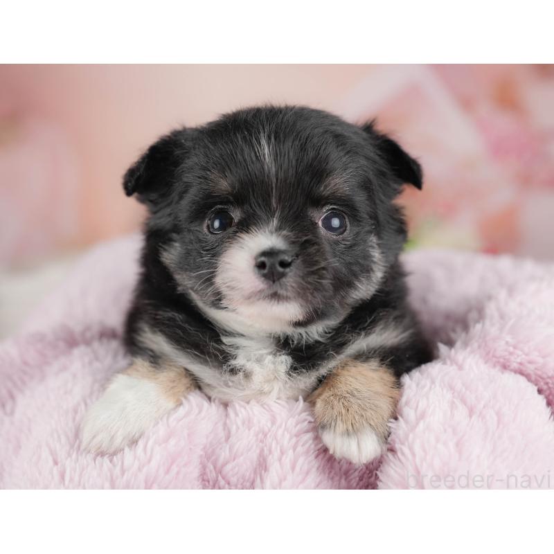 販売中の群馬県のチワワ(ロングコート)-443529の5枚目