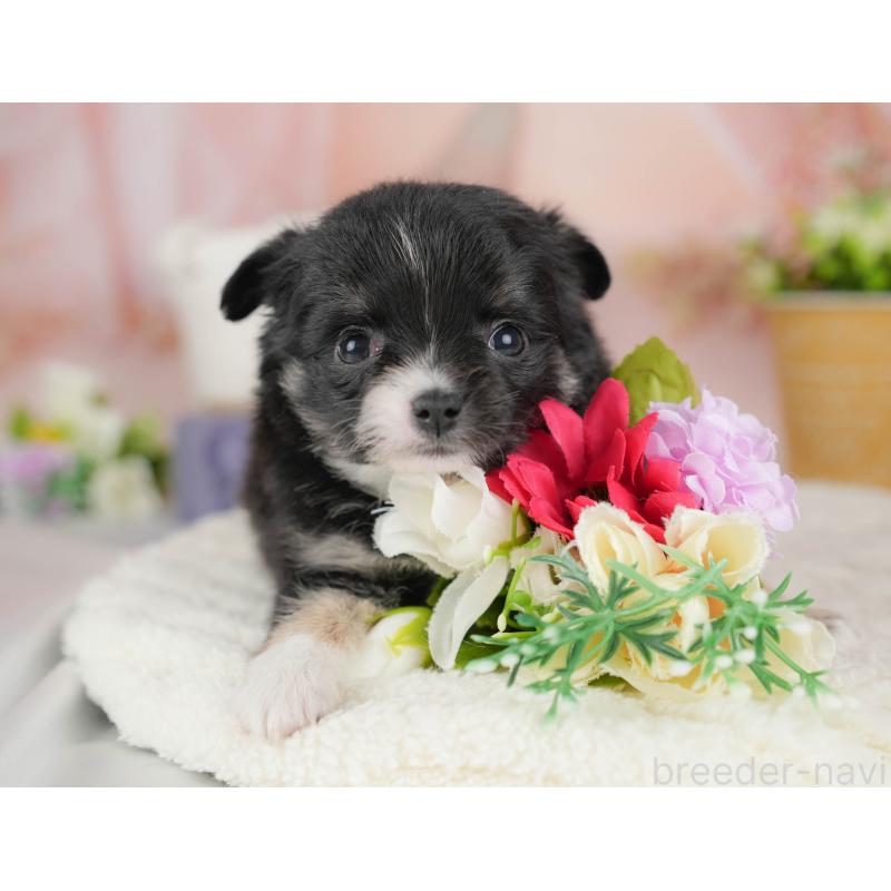 販売中の群馬県のチワワ(ロングコート)-443529の4枚目