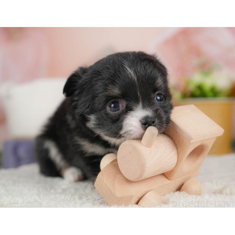 販売中の群馬県のチワワ(ロングコート)-443529の3枚目