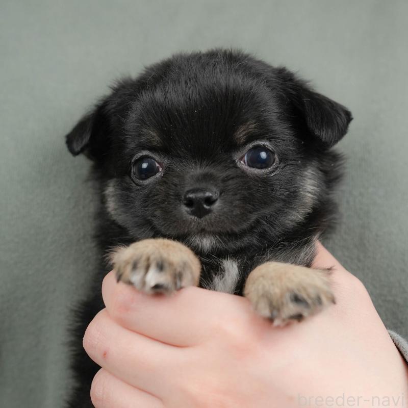 販売中の群馬県のチワワ(ロングコート)-443523