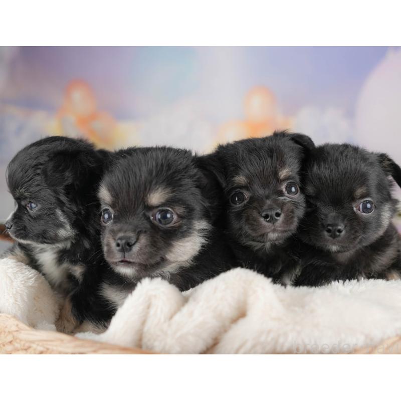 販売中の群馬県のチワワ(ロングコート)-443523の7枚目