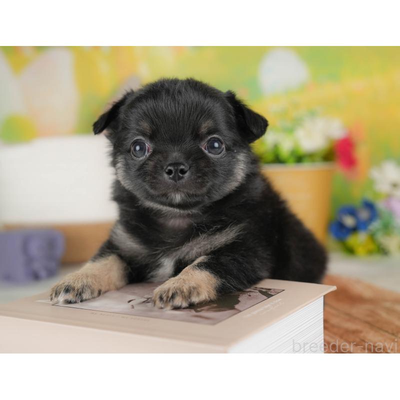 販売中の群馬県のチワワ(ロングコート)-443523の5枚目