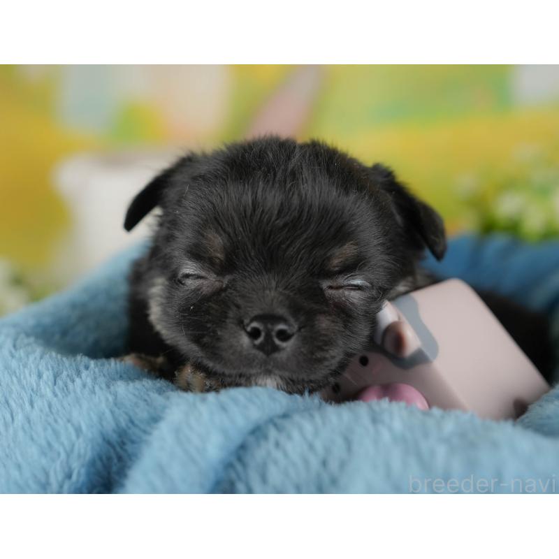 販売中の群馬県のチワワ(ロングコート)-443523の4枚目