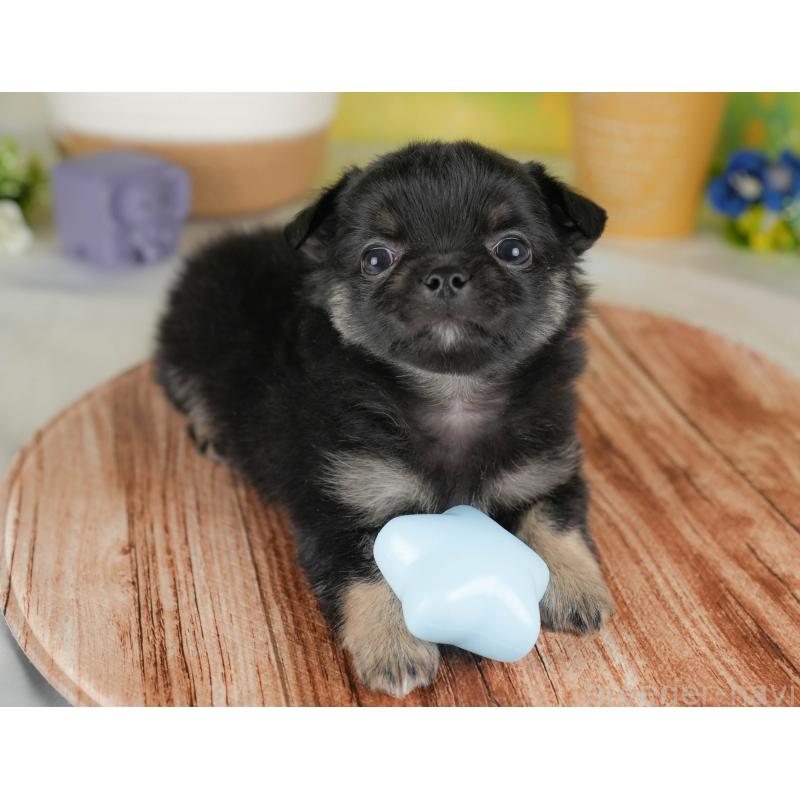 販売中の群馬県のチワワ(ロングコート)-443523の3枚目