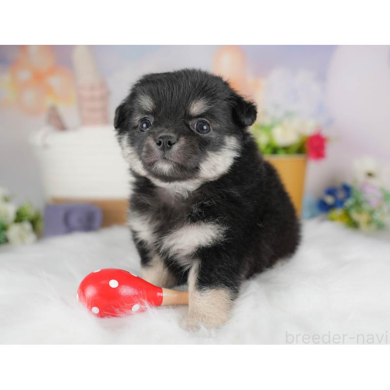 販売中の群馬県のチワワ(ロングコート)-443519の8枚目