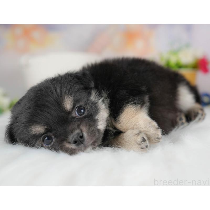 販売中の群馬県のチワワ(ロングコート)-443519の6枚目