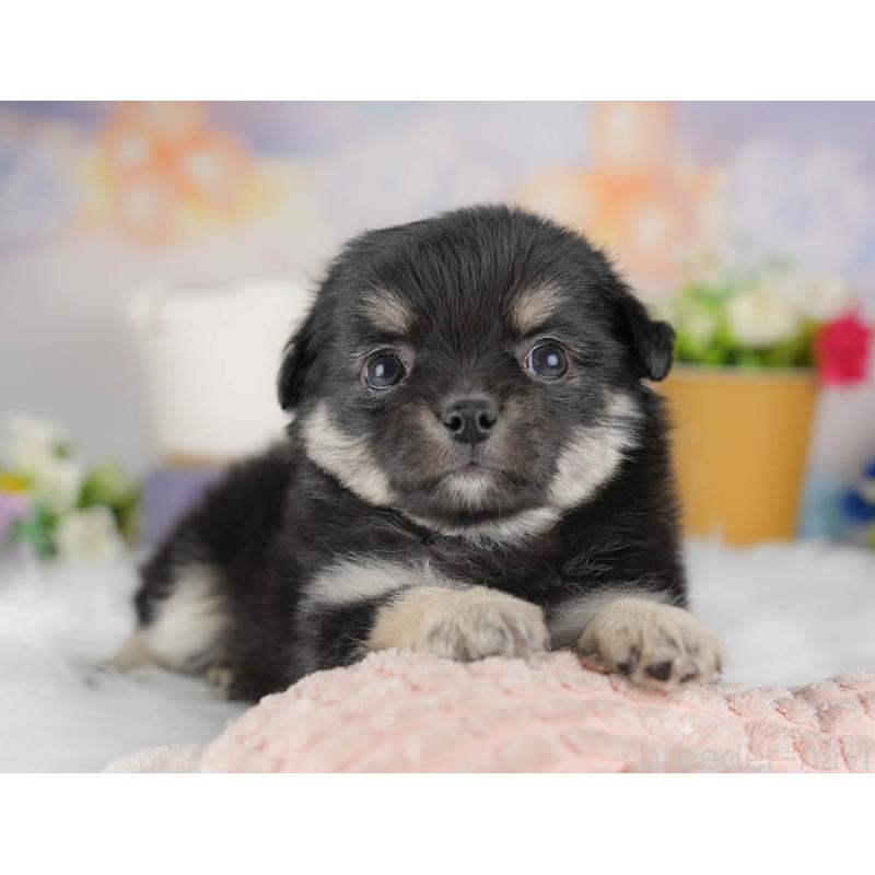 販売中の群馬県のチワワ(ロングコート)-443519の5枚目