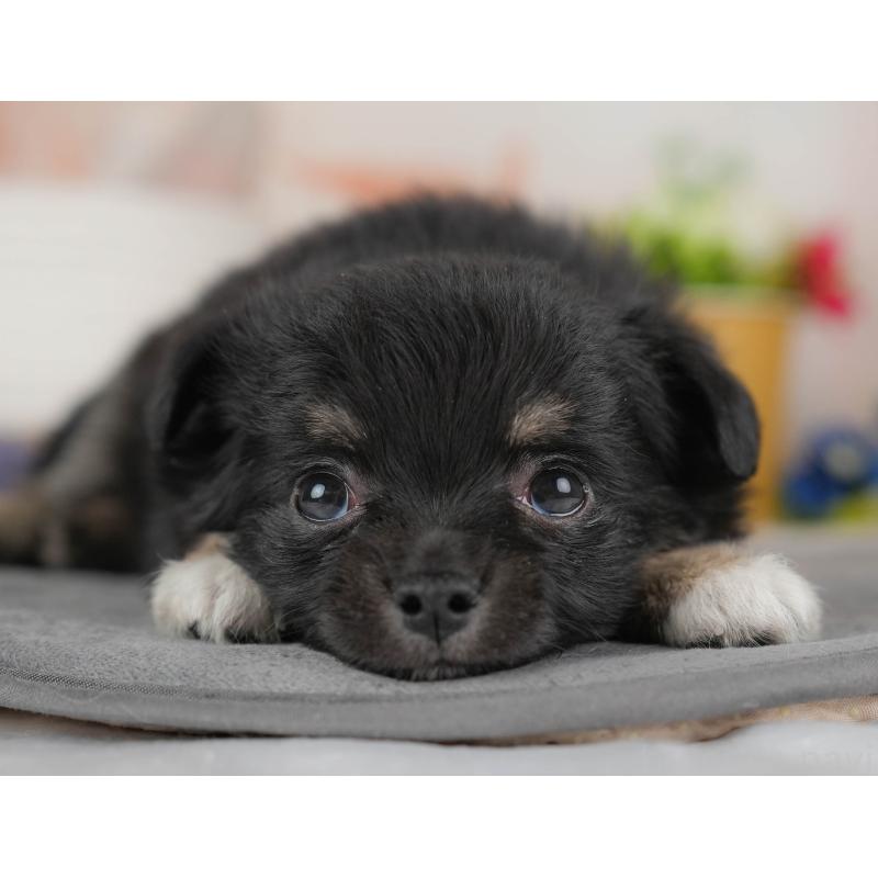 販売中の群馬県のチワワ(ロングコート)-443513の8枚目