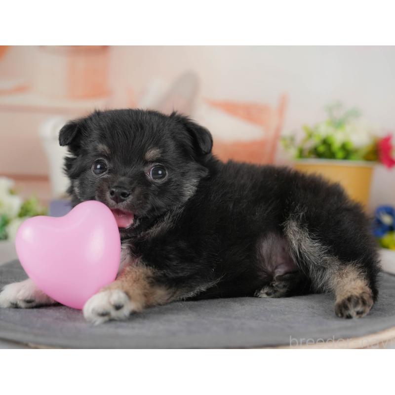 販売中の群馬県のチワワ(ロングコート)-443513の6枚目