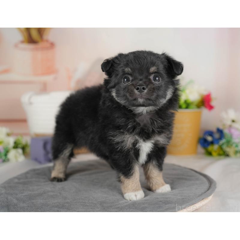 販売中の群馬県のチワワ(ロングコート)-443513の5枚目