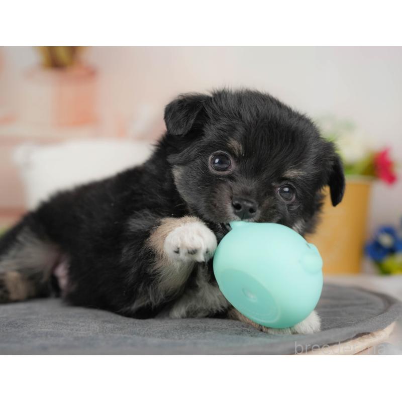 販売中の群馬県のチワワ(ロングコート)-443513の4枚目