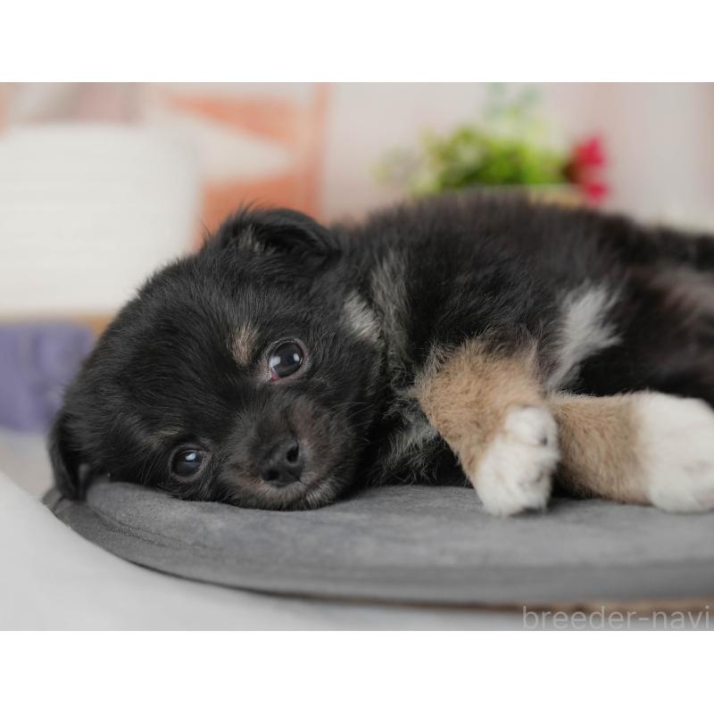 販売中の群馬県のチワワ(ロングコート)-443513の3枚目