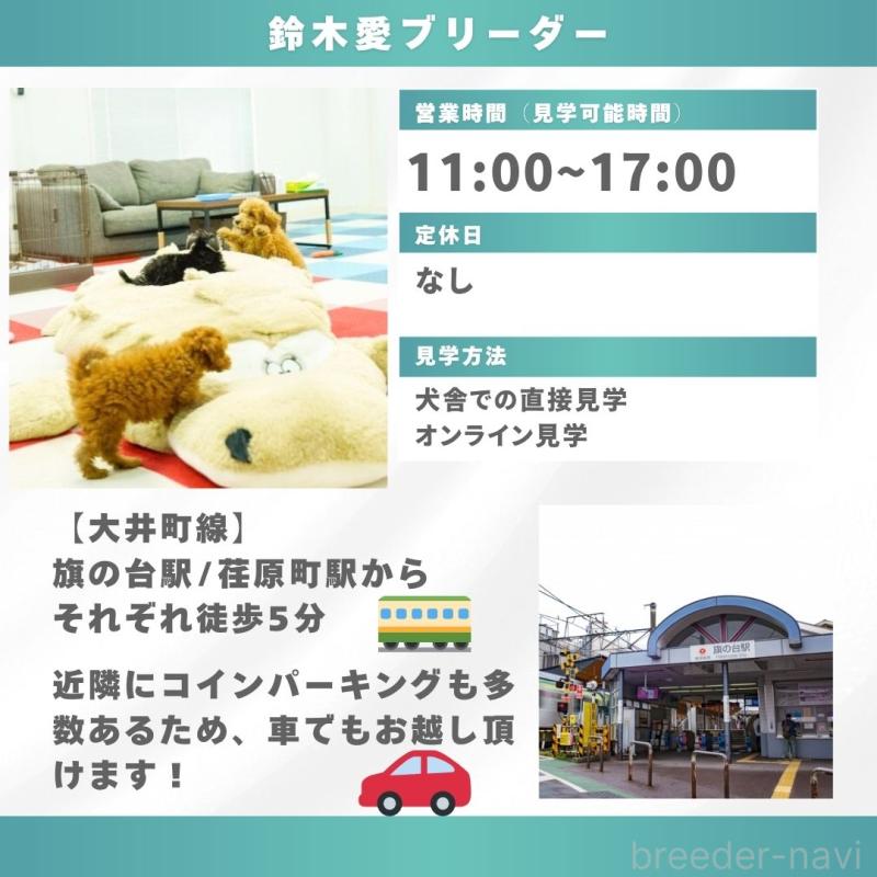 販売中の東京都のポメチワ:ポメラニアン×チワワ-444093の9枚目