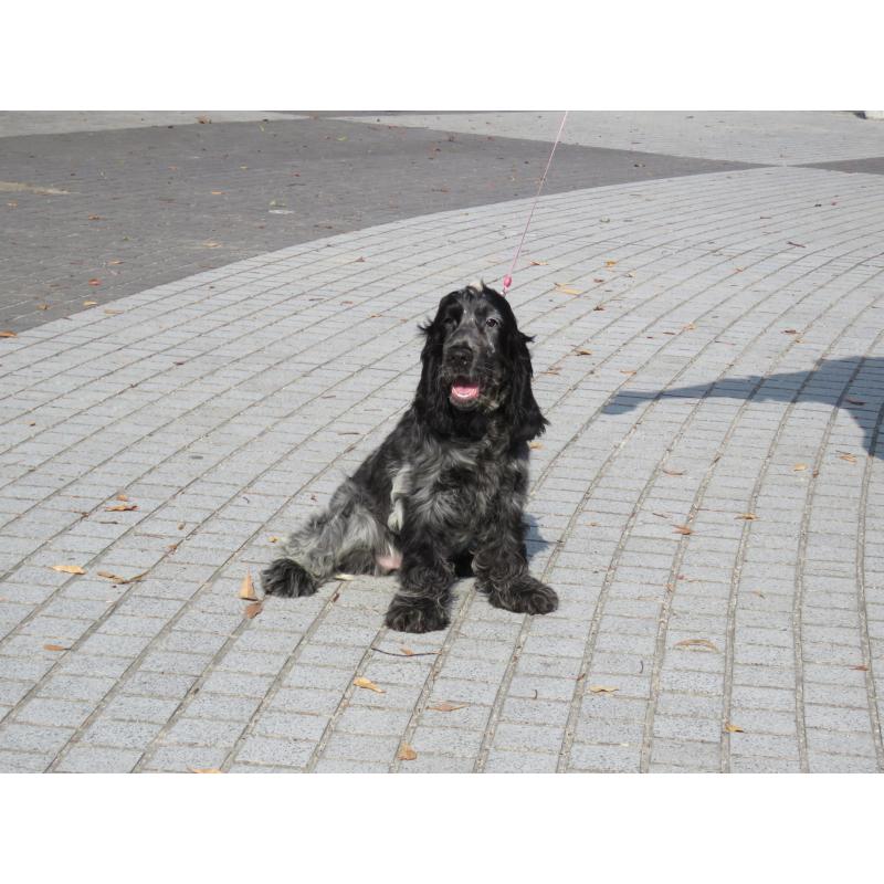 販売中の山口県のイングリッシュコッカースパニエル-443183の16枚目