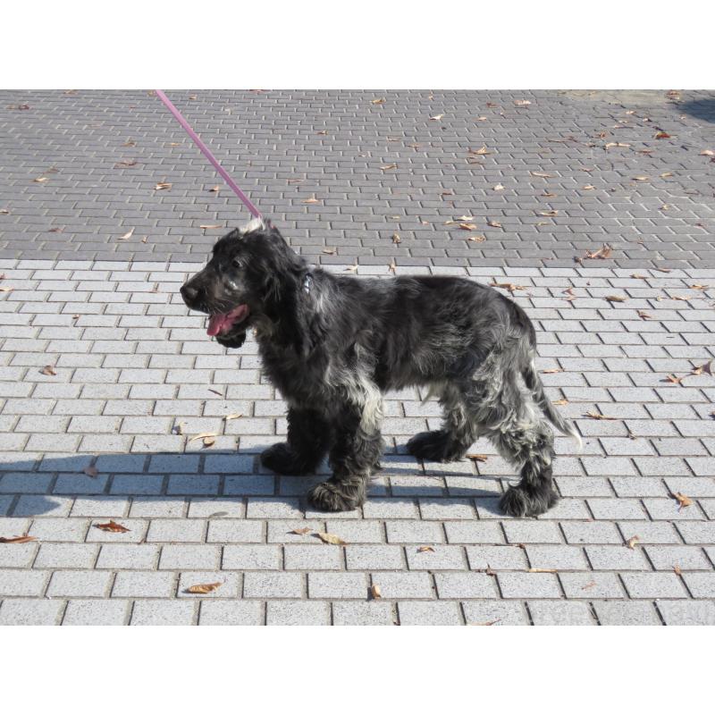 販売中の山口県のイングリッシュコッカースパニエル-443183の14枚目