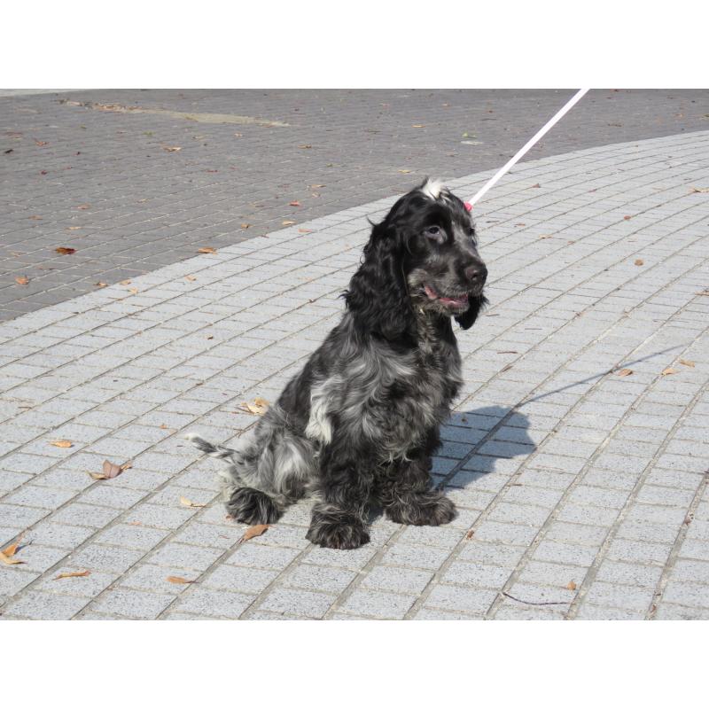 販売中の山口県のイングリッシュコッカースパニエル-443183の13枚目