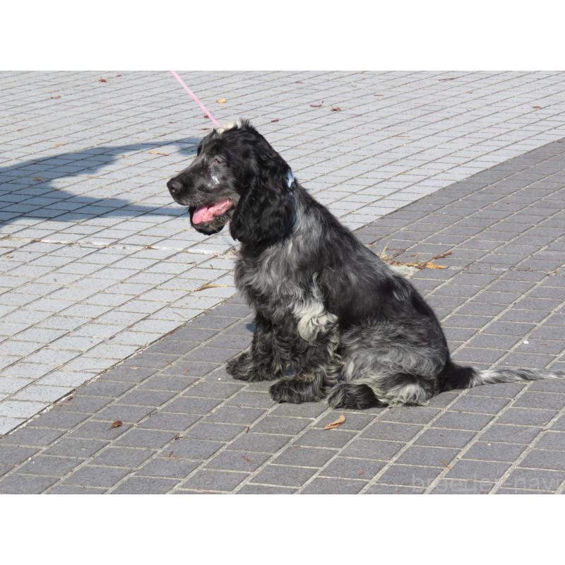 販売中の山口県のイングリッシュコッカースパニエル-443183の12枚目