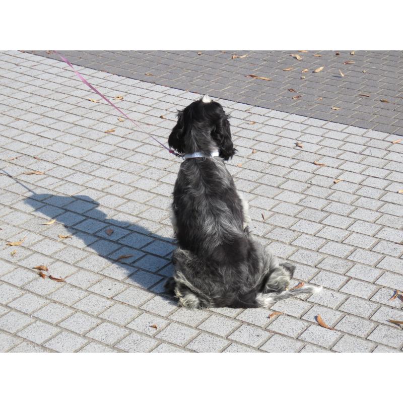 販売中の山口県のイングリッシュコッカースパニエル-443183の11枚目