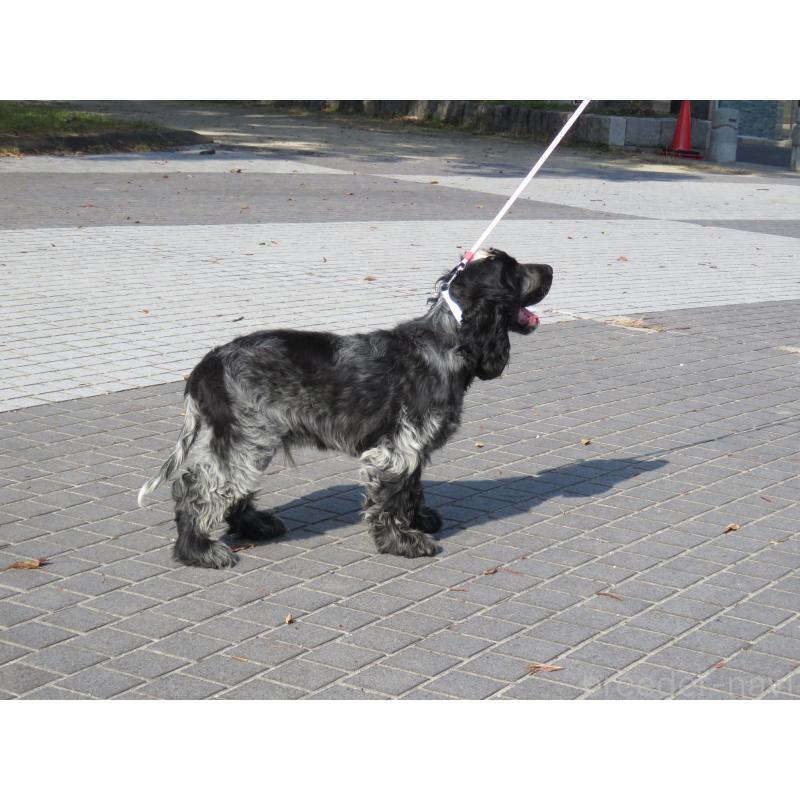 販売中の山口県のイングリッシュコッカースパニエル-443183の9枚目