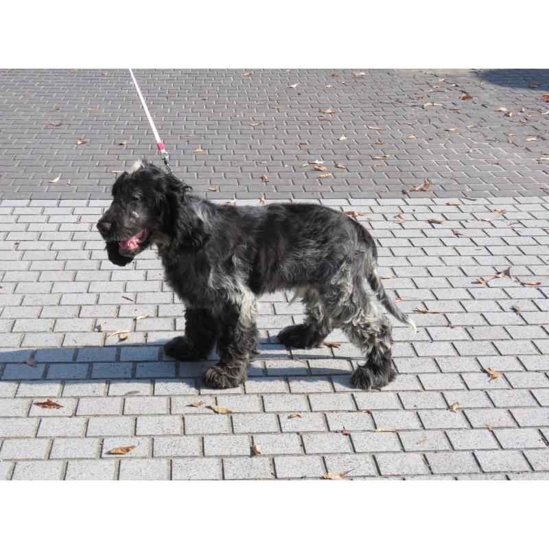 販売中の山口県のイングリッシュコッカースパニエル-443183の8枚目