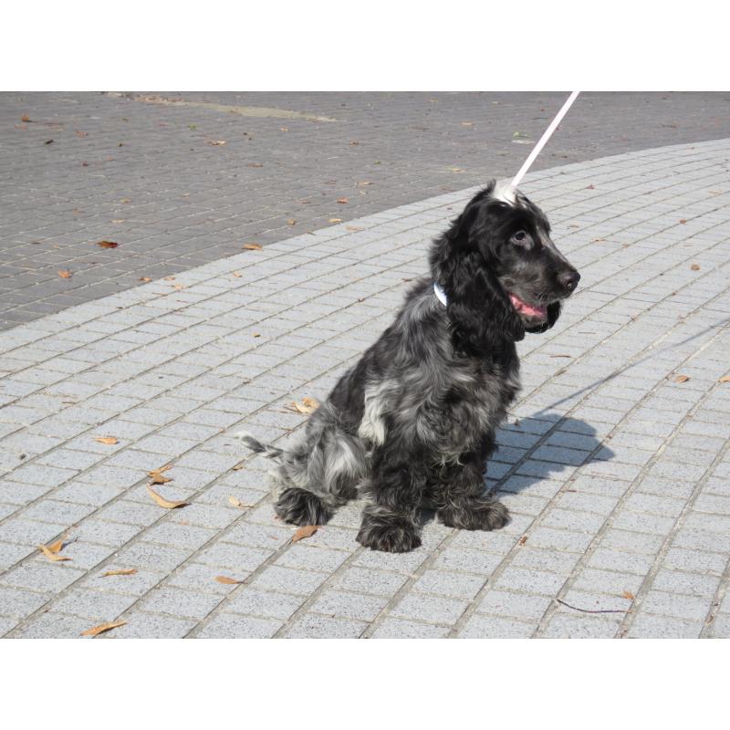 販売中の山口県のイングリッシュコッカースパニエル-443183の6枚目