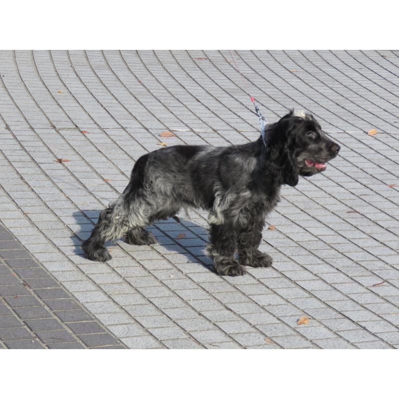 販売中の山口県のイングリッシュコッカースパニエル-443183の5枚目