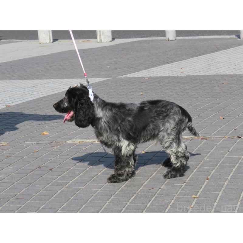 販売中の山口県のイングリッシュコッカースパニエル-443183の4枚目