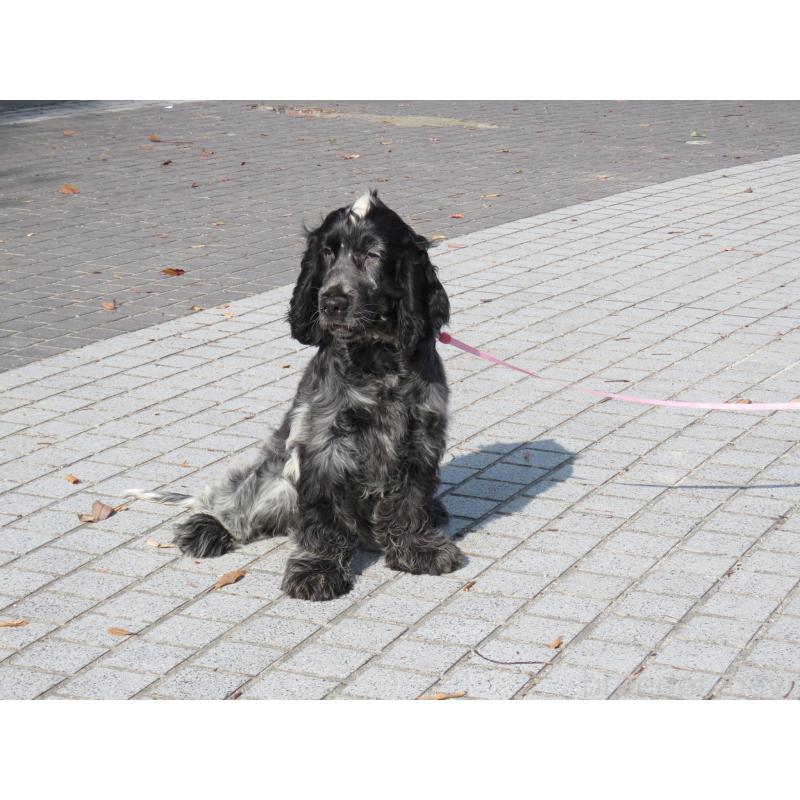 販売中の山口県のイングリッシュコッカースパニエル-443183の3枚目