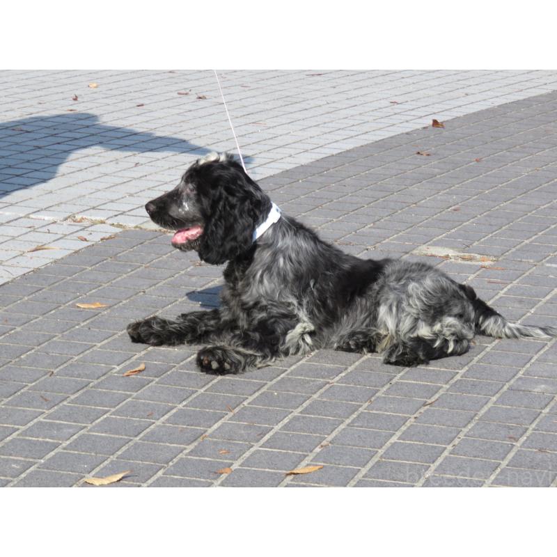 販売中の山口県のイングリッシュコッカースパニエル-443183の2枚目