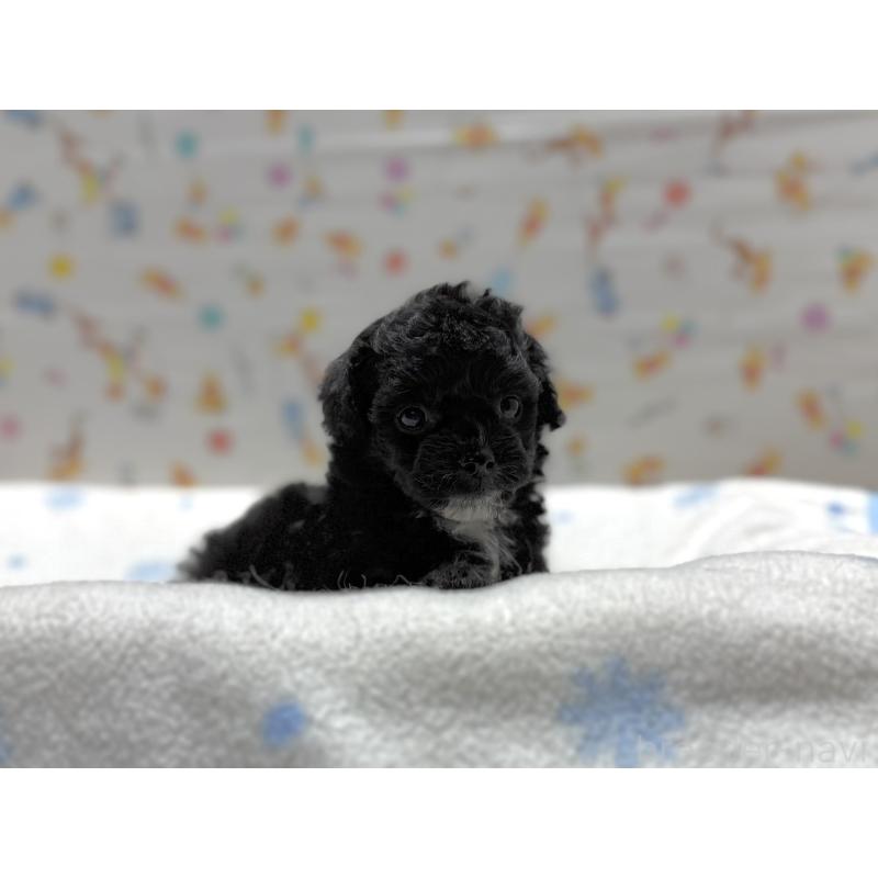 販売中の東京都のチワプー:チワワ×トイプードル-442147