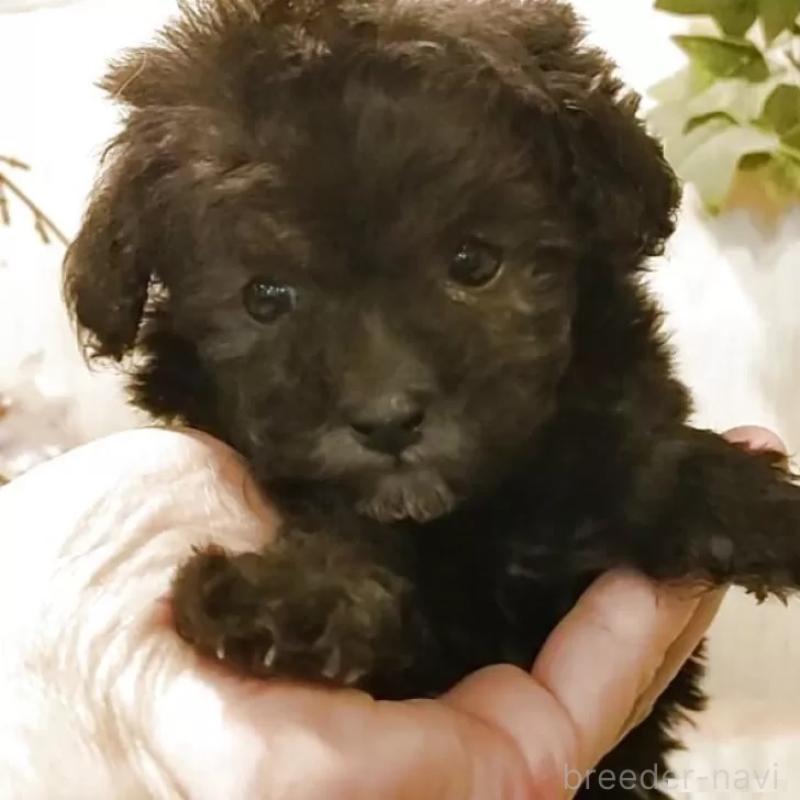 販売中の愛知県のティーカッププードル-443182