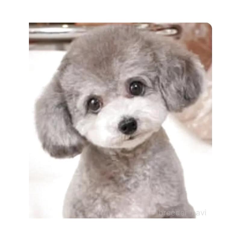 販売中の愛知県のティーカッププードル-443182の8枚目